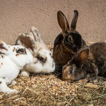 Pensión Schrempfgut Flachau