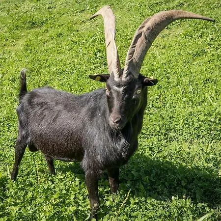 Pensión Schrempfgut 3*