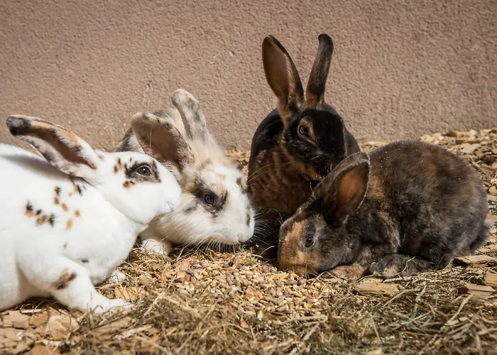 Maison d'hôtes Schrempfgut Flachau